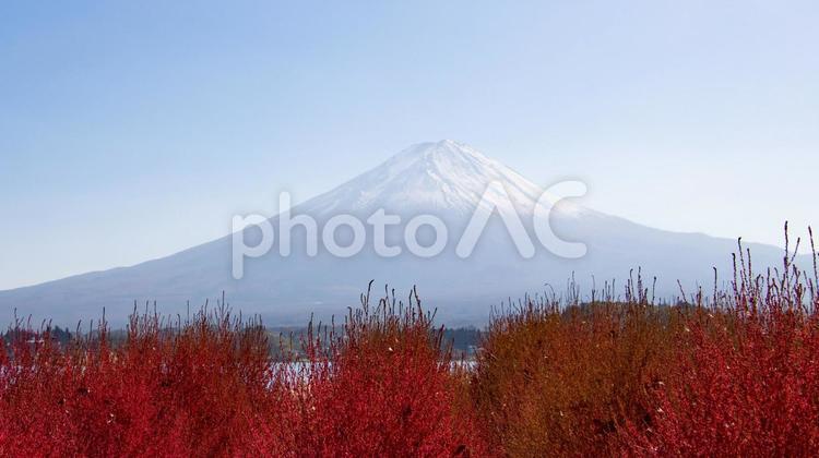 赤く色づいたコキアと雪を被った富士山 コキア,空,湖畔の写真素材