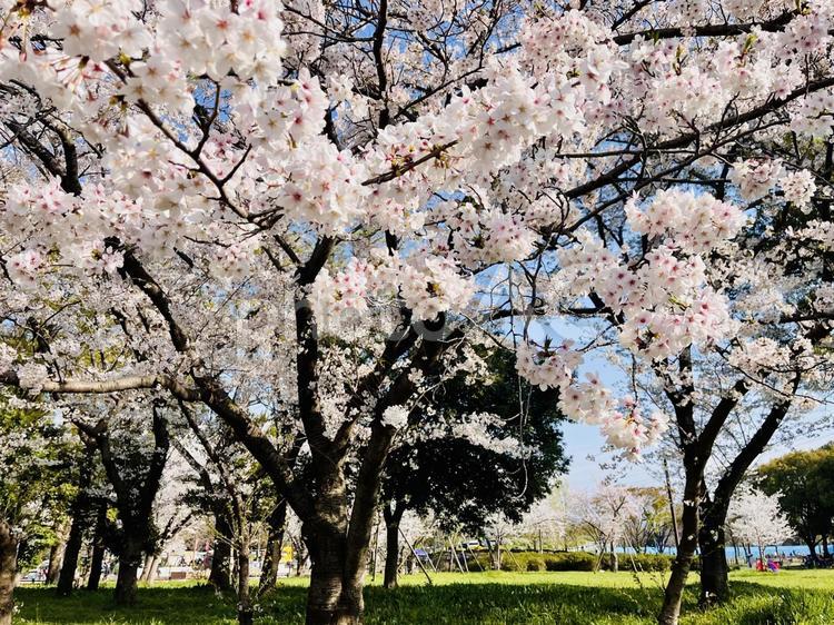 桜満開 桜,植物,木の写真素材