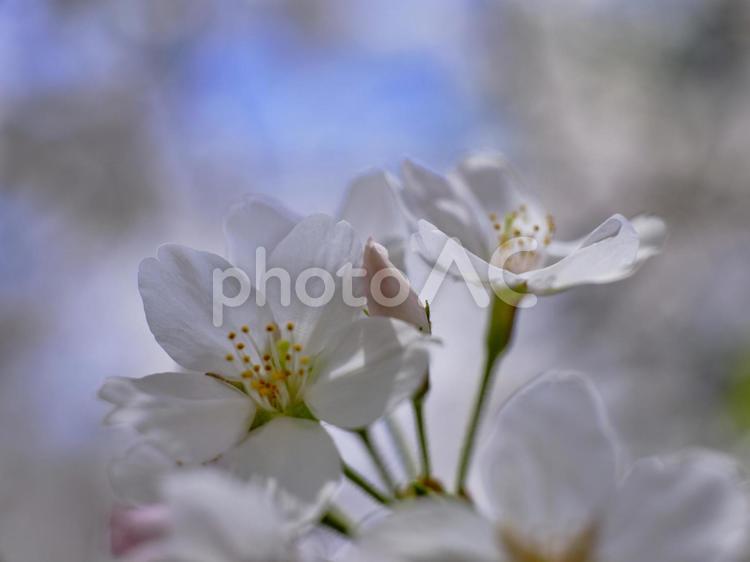 春の穏やかな陽射しを浴びた綺麗な桜の花 風景,サクラ,チェリーブラッサムの写真素材