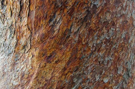 兼六園の赤松の樹皮テクスチャ 赤松,樹皮,松の木の写真素材