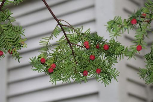 緑の葉と赤い実のイチイの木の枝のアップ 緑,葉,赤いの写真素材