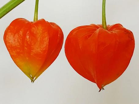 2つのホオズキ 2つのホオズキ ほおずき,鬼灯,ハートの写真素材