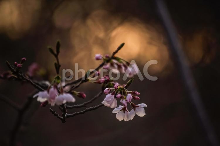 ＜五島の春＞夜明けの鬼岳樹木園の桜 桜,ソメイヨシノ,春の写真素材