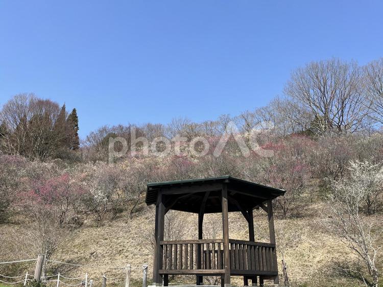 公園の風景 公園,梅,やぐらの写真素材