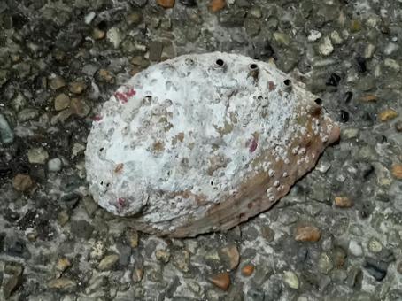 アワビの貝殻の写真