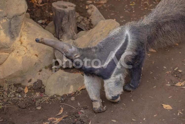 アリクイの散歩 animal,どうぶつ,動物の写真素材