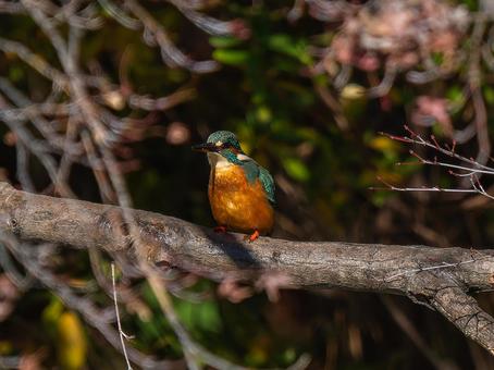 Kingfisher perched on a branch, kingfishers, wild bird, bird, JPG