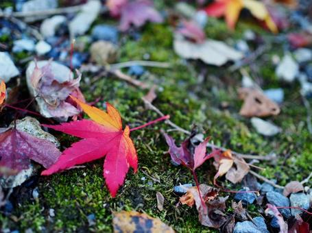 紅葉 紅葉の写真
