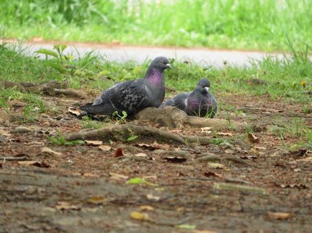 カワラバト カワラバトの写真