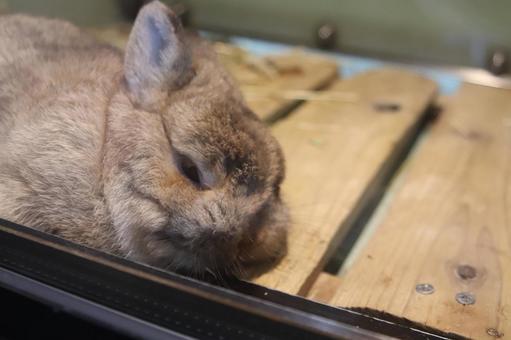 うさぎ うさぎの写真