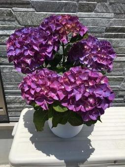 Photo, hydrangea, black diamond, flower, 