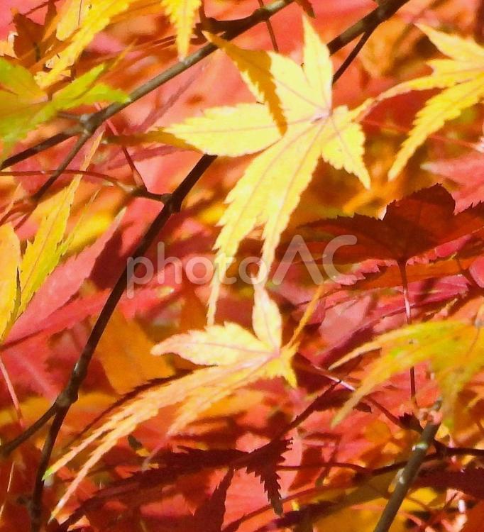 日差しに照らされたモミジの葉 紅葉,カエデ,兵庫県西宮市甲山町の写真素材