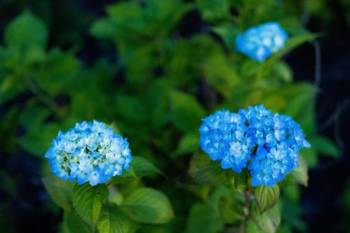 青のあじさい 青のあじさいの写真