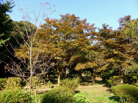 10月、紅葉には少し早い自然公園の風景 木,樹木,木々の写真素材