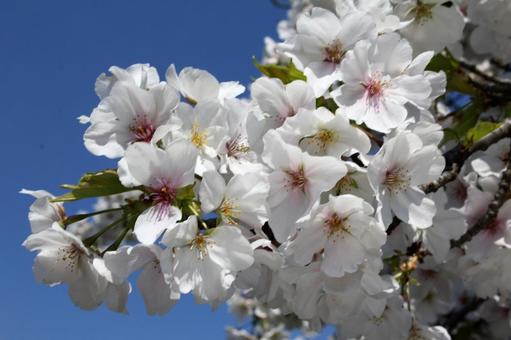 サクラ・桜 サクラ・桜の写真