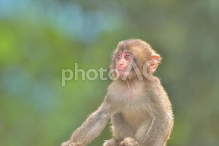 ニホンザル さる,猿,サルの写真素材