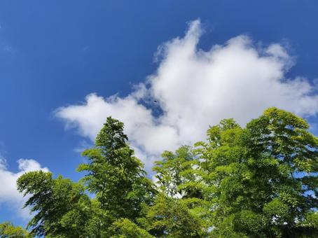 Photo, bamboo forest, natural, blue sky, 