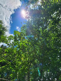 木漏れ日の青空 木漏れ日の青空の写真