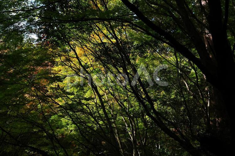 木々の間に見えるイチョウ 林,イチョウ,黄色の写真素材