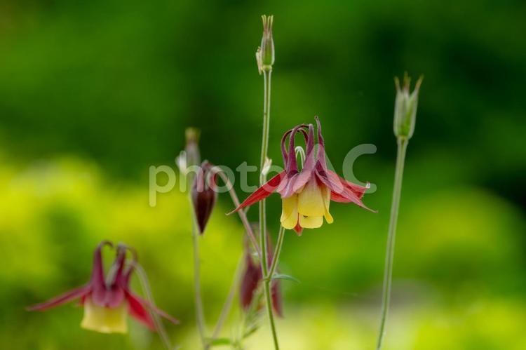 セイヨウオダマキ⑸ 春,花,セイヨウオダマキの写真素材