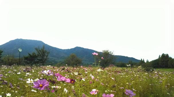 秋の上堰潟公園 コスモス,秋,空の写真素材
