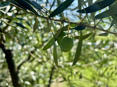 木になるオリーブの実(緑) 木になるオリーブの実(緑) オリーブ,果実,実の写真素材