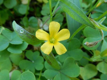 【花の写真】カタバミ カタバミ,片喰み,黄色の写真素材