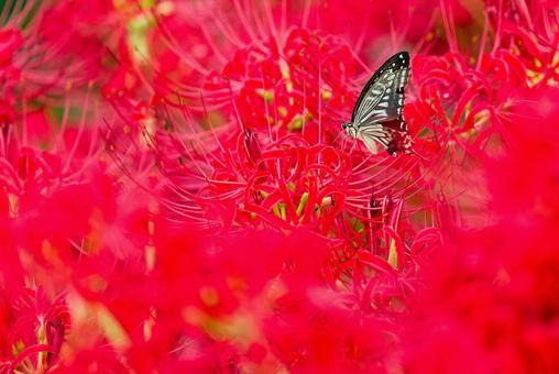 赤い花とナミアゲハ 赤い花とナミアゲハ ナミアゲハ,並揚羽,アゲハ蝶の写真素材
