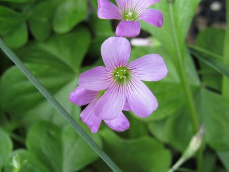 ムラサキカタバミ ムラサキカタバミ ムラサキカタバミ,はな,flowerの写真素材