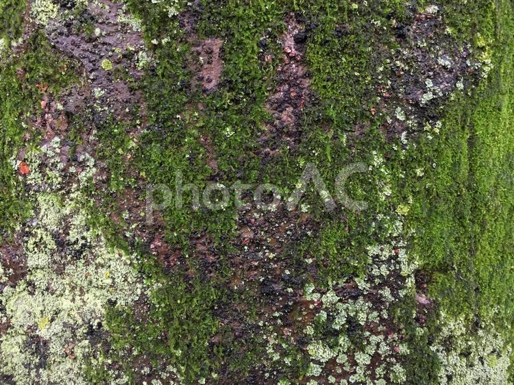 木の幹に生えた苔テクスチャ_ヨコ１ 木,幹,苔の写真素材