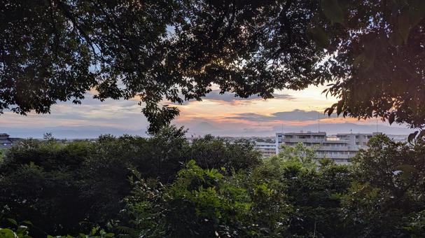 夕暮れのひまわり畑 夕暮れのひまわり畑の写真