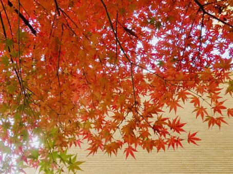 紅葉　もみじ 紅葉,もみじ,秋の写真素材