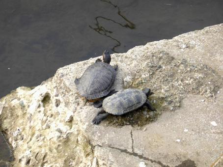 川の護岸に上陸し甲羅干しするミドリガメ 川の護岸に上陸し甲羅干しするミドリガメ ミドリガメ,亀,爬虫類の写真素材