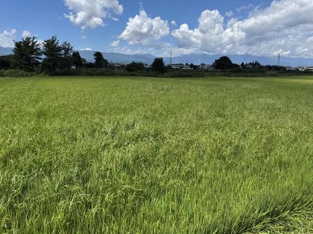 ヒエが生えた夏の田んぼ ヒエが生えた夏の田んぼの写真