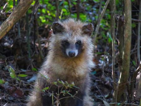 茂みの中から様子をうかがうタヌキの写真