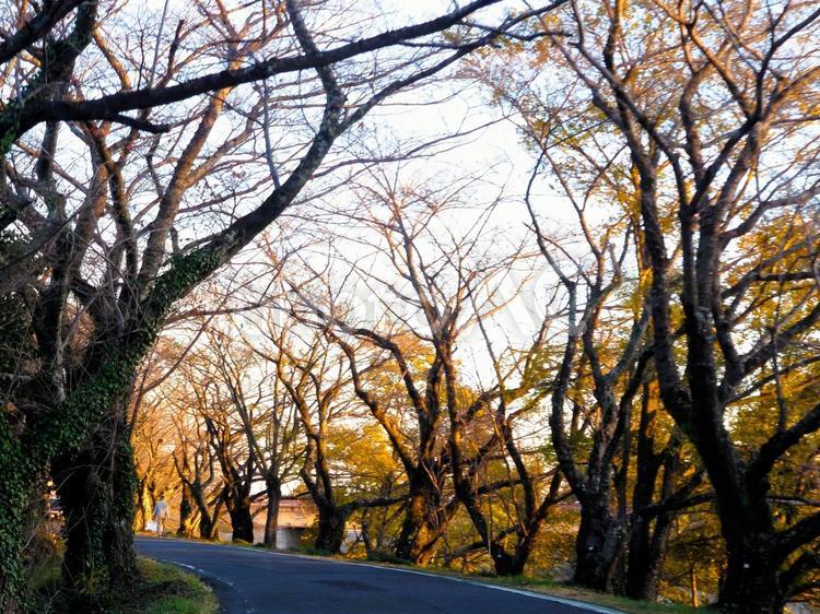 秋の夕陽に照らされる桜並木 並木,桜,桜の木の写真素材