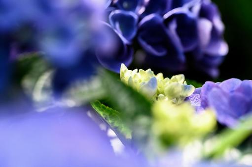 紫陽花の写真