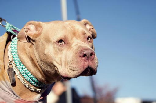 ピットブルのポートレート 犬,ピットブル,大型犬の写真素材