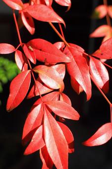 色づいた葉っぱの写真