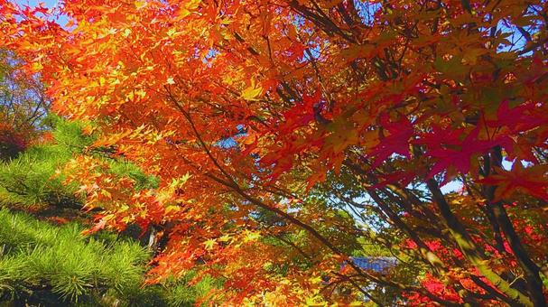 姫路城 好古園32 姫路城,好古園,紅葉の写真素材