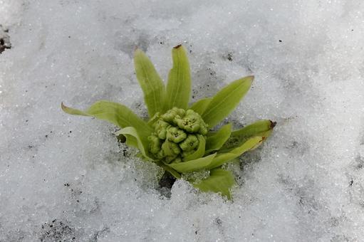 フキノトウ・蕗の薹 フキノトウ・蕗の薹の写真
