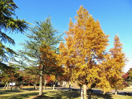 秋の公園 霞ヶ浦総合公園,紅葉,秋の写真素材