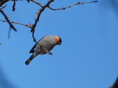 ウソあそび ウソあそびの写真