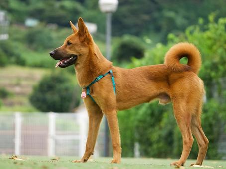ドッグランの犬（保護犬） 犬,保護犬,雑種の写真素材