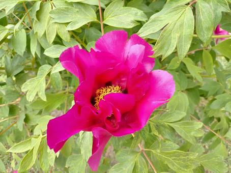 Photo, flower, plant, leaf, 