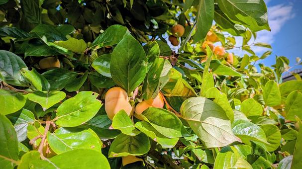 晴天に映える柿の実と緑の柿の葉 柿,果物,秋の写真素材