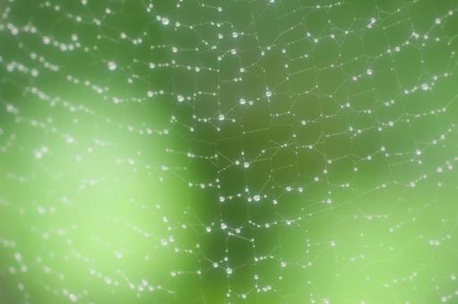 Raindrops and spider webs that match the background, JPG Raindrops and spider webs that match the background, JPG