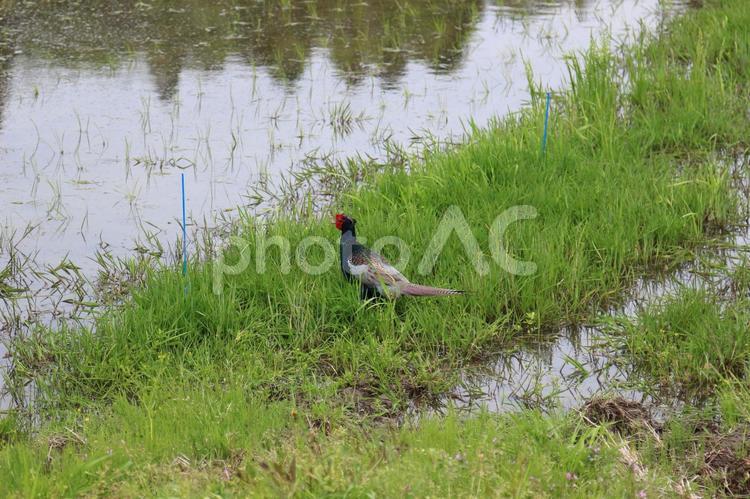 水田はキジの狩場 田んぼ,水田,田植えの写真素材