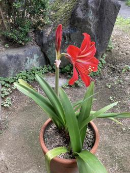 アマリリス アマリリスの写真