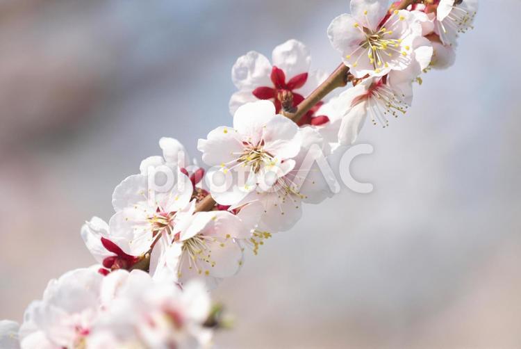 満開の平岡梅林公園 梅,梅林公園,花の写真素材